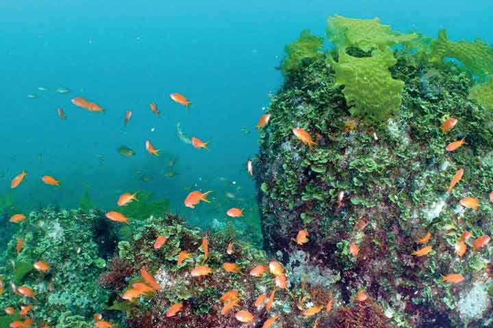 初島 伊豆半島 静岡 シュノーケリングのスポット 海情報 シュノーケリングの初心者から上級者までの総合情報サイト リーフツアラーwebマガジン Reeftourer