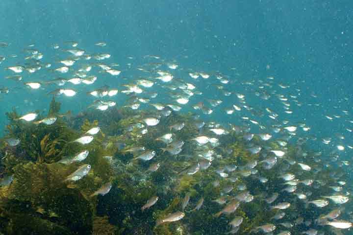 初島 伊豆半島 静岡 シュノーケリングのスポット 海情報 シュノーケリングの初心者から上級者までの総合情報サイト リーフツアラーwebマガジン Reeftourer